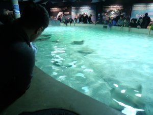 Touching the rays at the Vancouver Aquarium