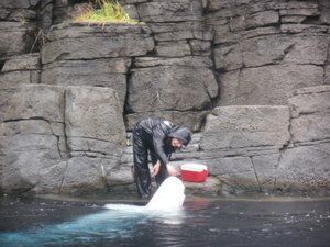 Feeding a Baluga whale at the Vancouver Aquarium