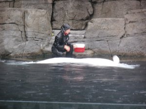 Feeding a Baluga whale at the Vancouver Aquarium