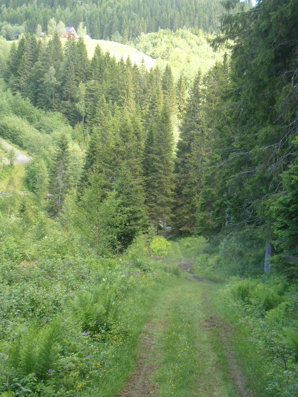 Better road through the forest