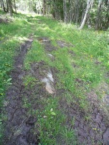 Steep muddy trail through the forest