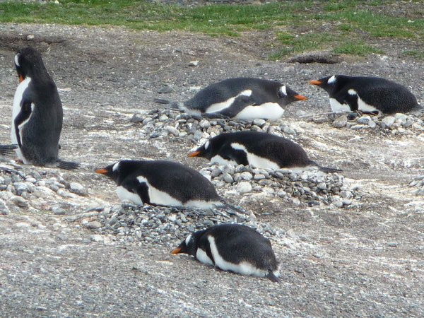 Gentoo Penguins nesting