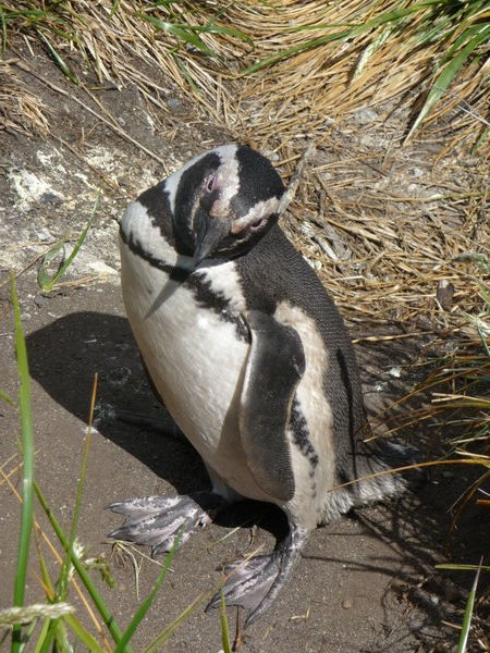 Magellanic Penguin with attitude