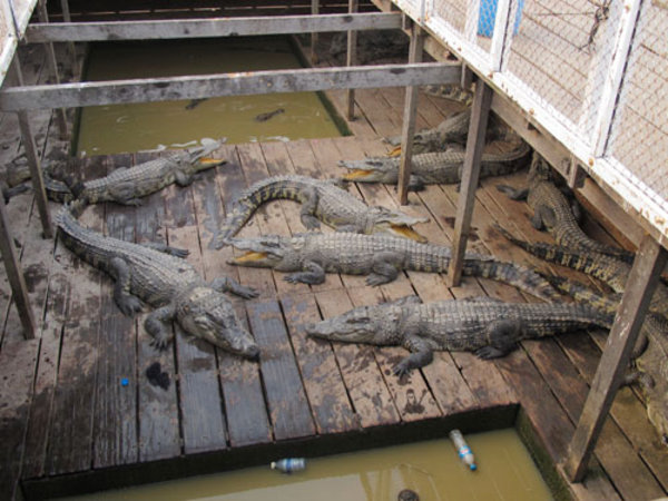 floating crocodile farm
