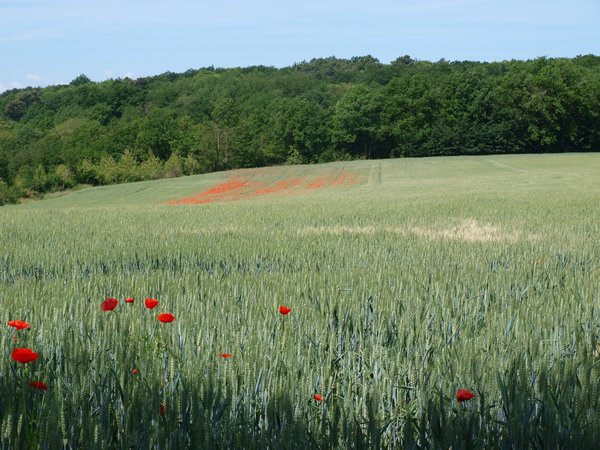 Poppies