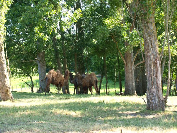 Camels in the forest