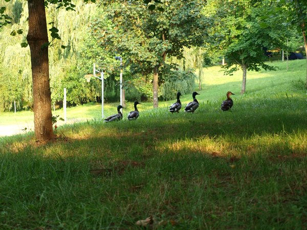 Campsite ducks
