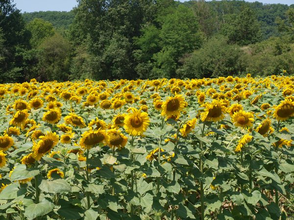 Sunflowers near the Dordogne