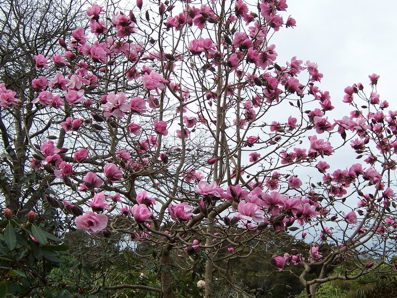 Magnolia, Dunedin