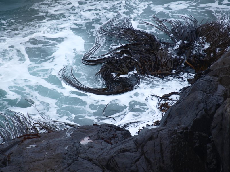 Swirling Kelp- Bluff