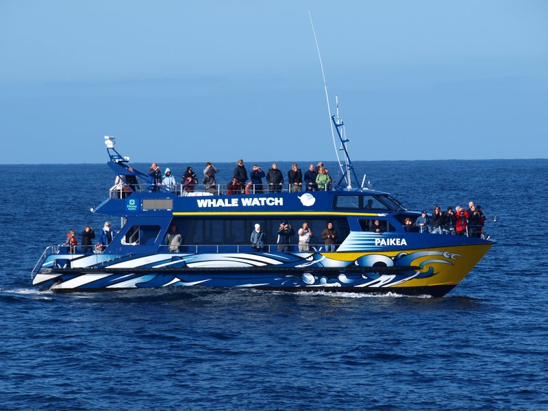 Whale boat  tour