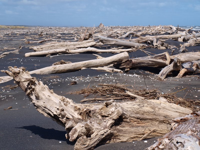 Beach driftwood