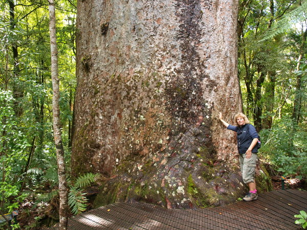 Giant Kauri tree