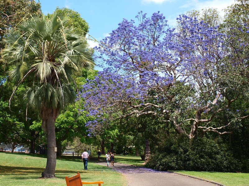 Sydney botanic gardens 2