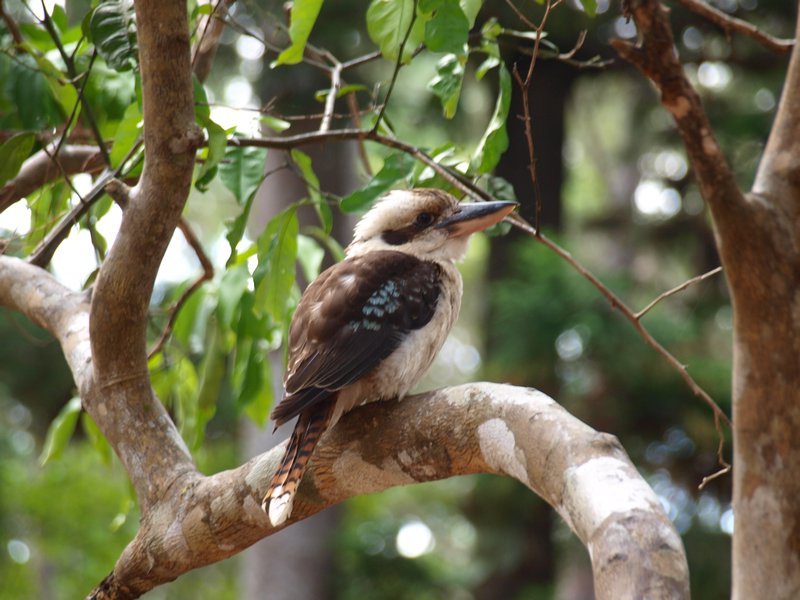 Fraser Island Kookaburra