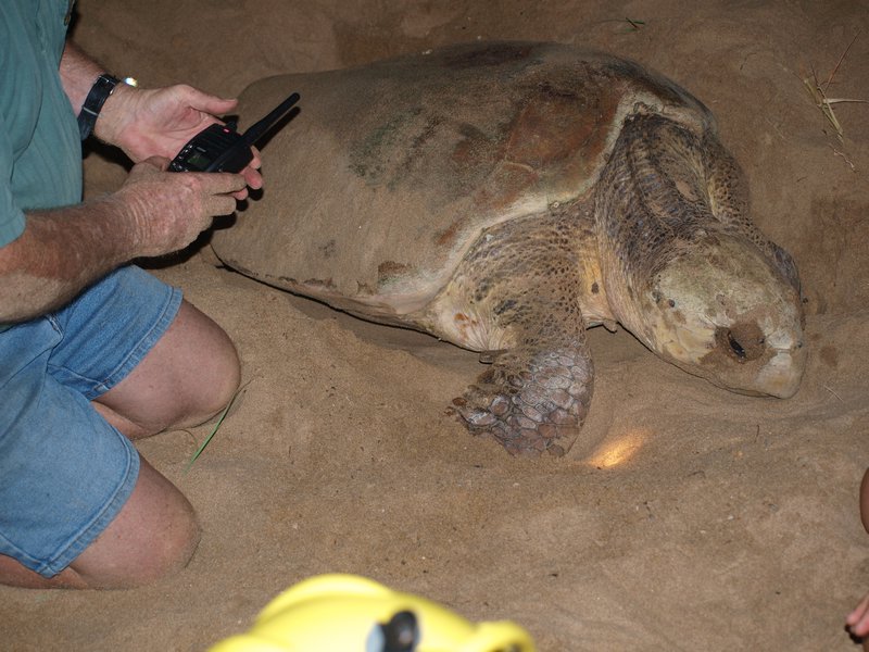 Loggerhead turtle laying its eggs - mons repos