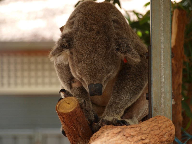 Elderly Koala sleeping