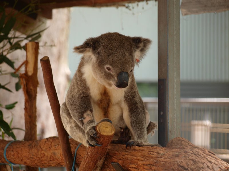 Koala Sanctuary