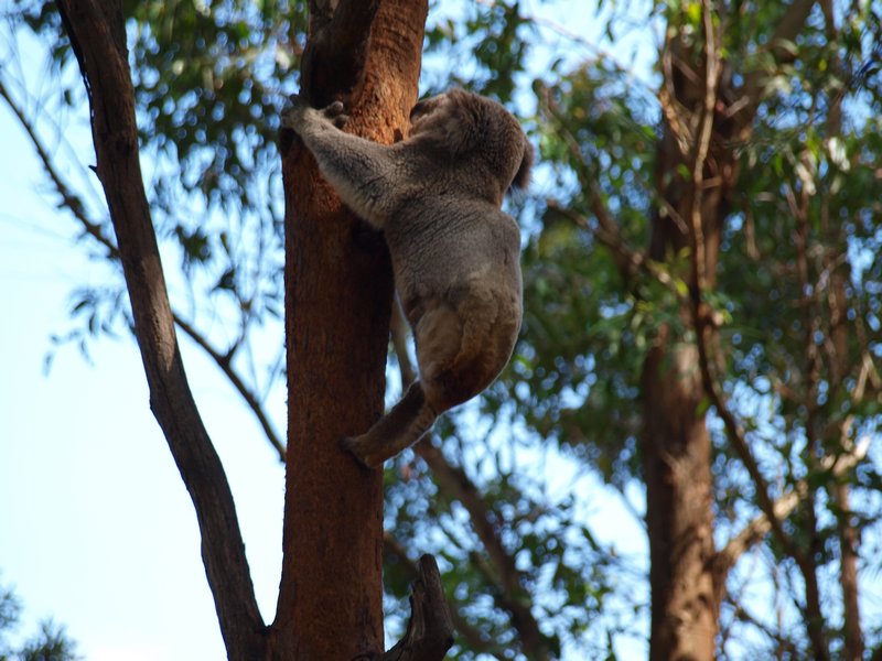 Koala with 3 legs. AKA grey bum up a gum.