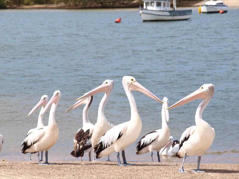 Pelicans - Port Mcquarie