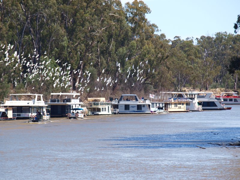 Houseboats & Cockateals - Murray River