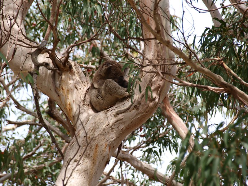 Koala Cape Otway