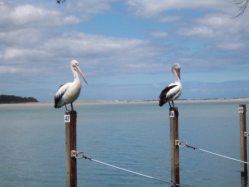 Pelicans mallacoota
