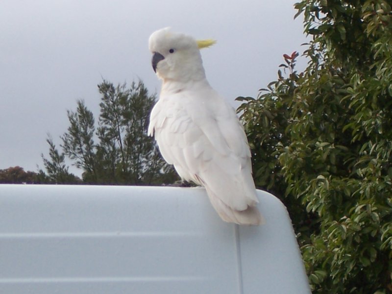 Sulpher Crested Cockatoo
