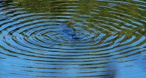 Duck billed Platypus - Bombala river