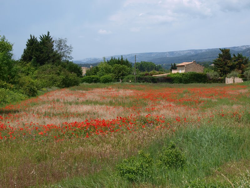 Poppies near Cadanet