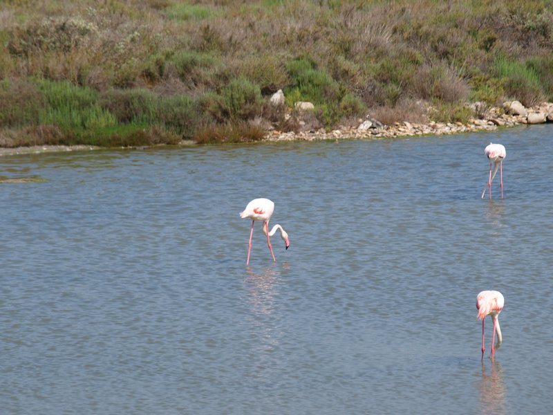 camargue Flamingoes