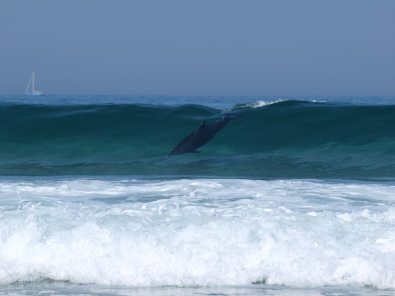 Surfing dolphin Xuno beach