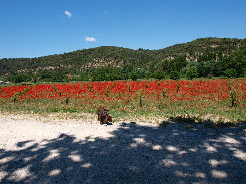 Poppies and dog