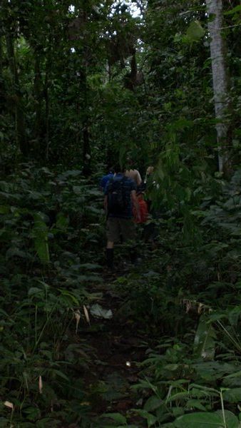 Trekking through the rainforest