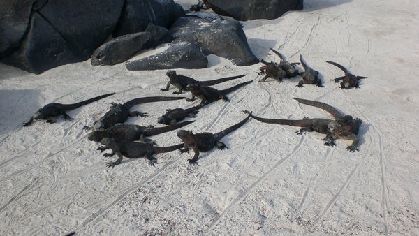 Marine iguanas take to the land