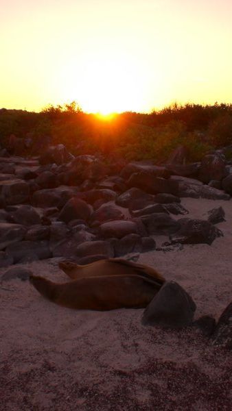 Sea lion sunset