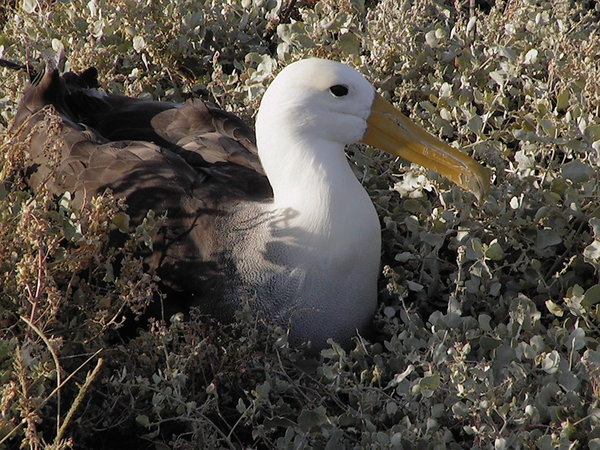 Albatross on Espanola