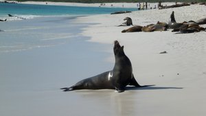 Sea lion attempts yoga position