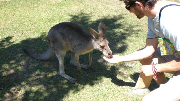 Kanga feeding