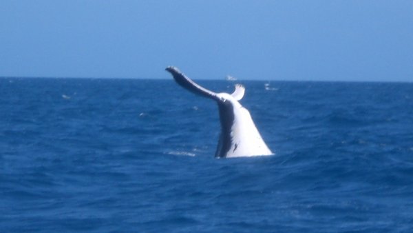 Whale tail!!