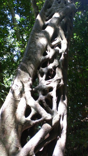 Strangler Tree