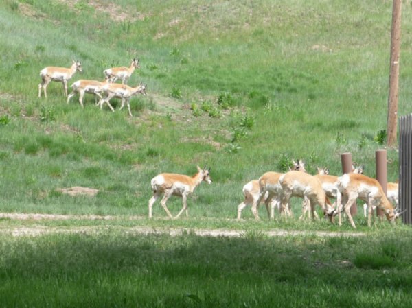 Prong Horn Antelope herd