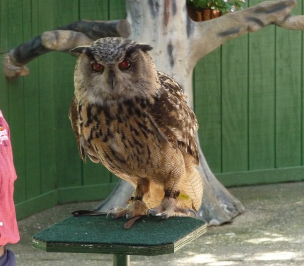 Owl in bird show at Grant Farm