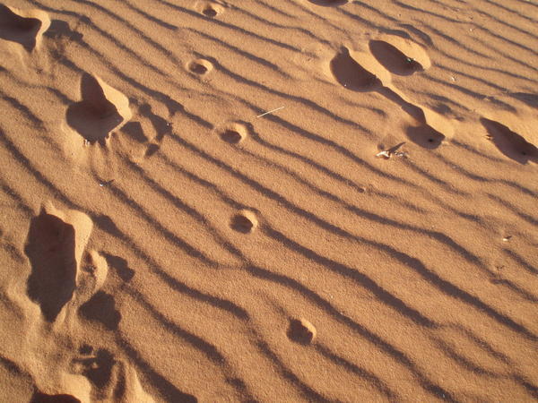 Animal hoof prints in the red sand