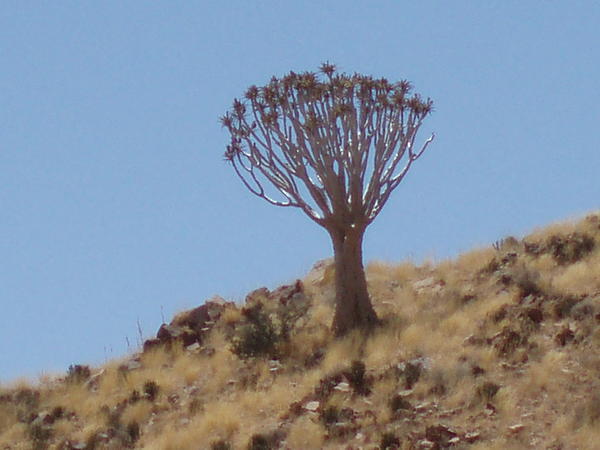 A quiver tree