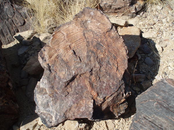 Petrified forest log - see the rings in the stone/wood