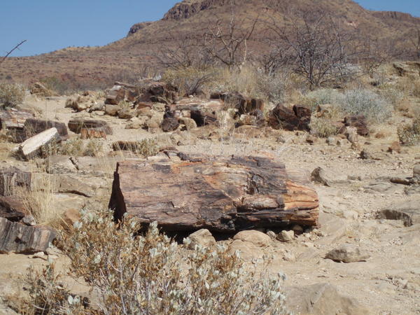 Petrified forest logs littered across the ground