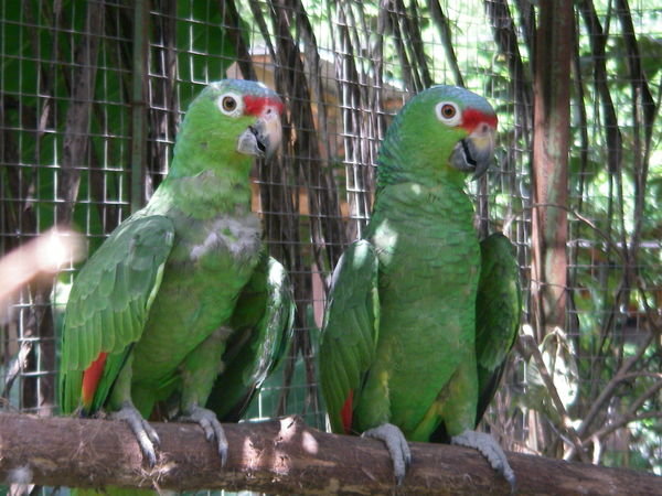 Two of the disabled parrots