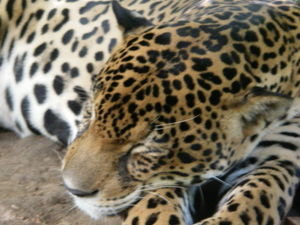 Tiggy a jaguar