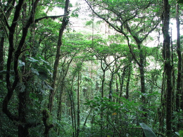 Monteverde Cloud Forest again